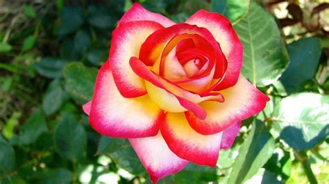 Beautiful Double Colour Roses 🌹🌹🌹 Youtube