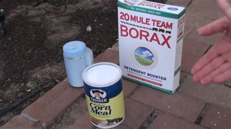 Borax Ant Killer How To Kill Ants Using Borax And Natural Methods