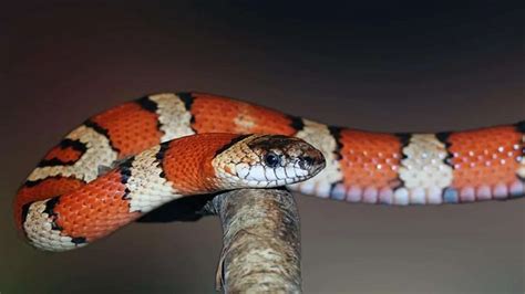 Cutest Pet Snakes With 7 Examples And Pictures Amado Pets