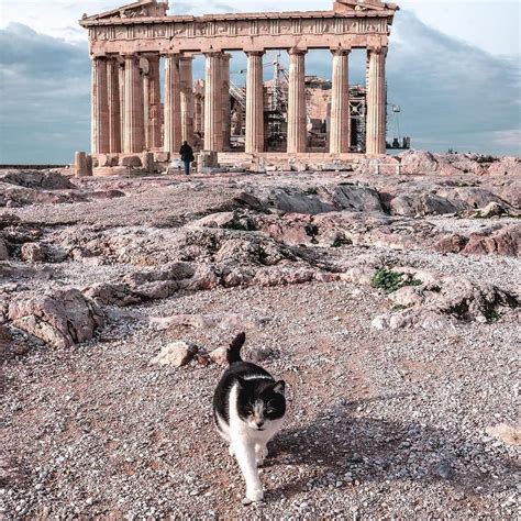 Cats From Athens Greece With Images Big Cats Photography Athens