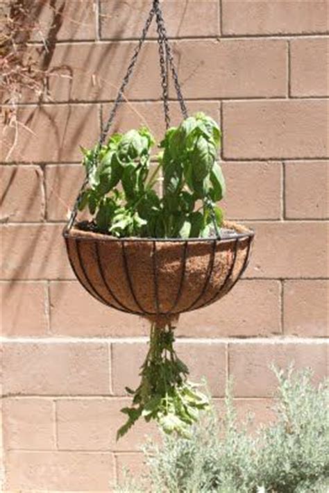 Gently push the tomato plant through the hole and wrap the filtre around the base. Best 25+ Tomato planter ideas on Pinterest | Tomato garden, Growing tomatoes and Greenhouse tomatoes