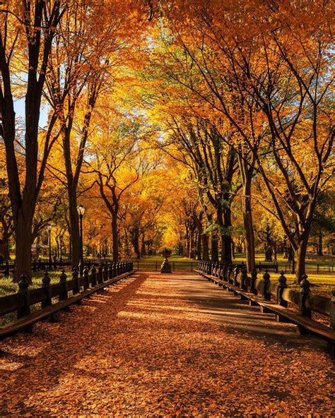Central Park 🇺🇸 Autumn Scenery Autumn Photography Autumn Nature