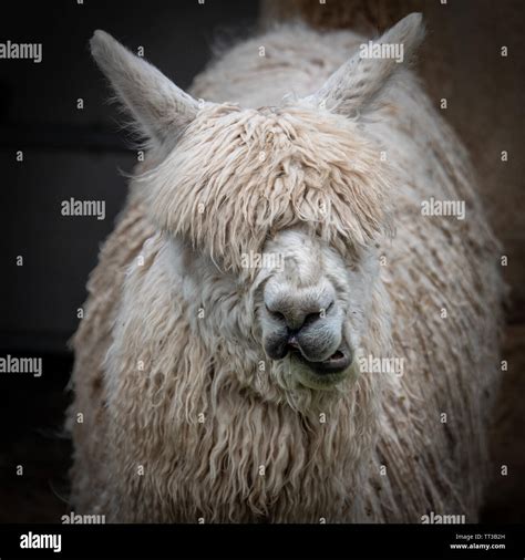 Woolly Llama With Funny Face Stock Photo Alamy