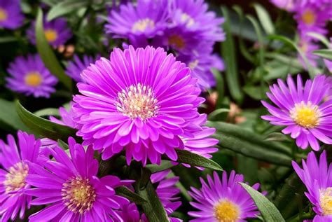 How To Plant Grow And Care For Hardy Asters Dengarden