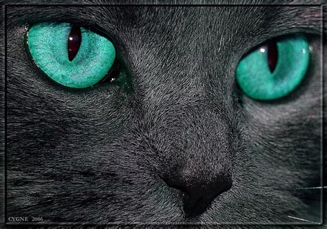 Turquoise Cat Eyes Cant Be Real Bluish Greenish Pinterest Cat