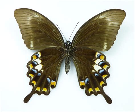 Papilio Fuscus Ssp Fuscus Weibchen