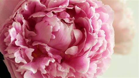Check spelling or type a new query. Free Peony Backgrounds Download | PixelsTalk.Net