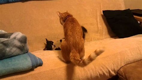 Cats Playing With Each Other Youtube