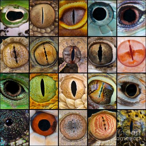Reptile Eyes Photograph By Reptiles All