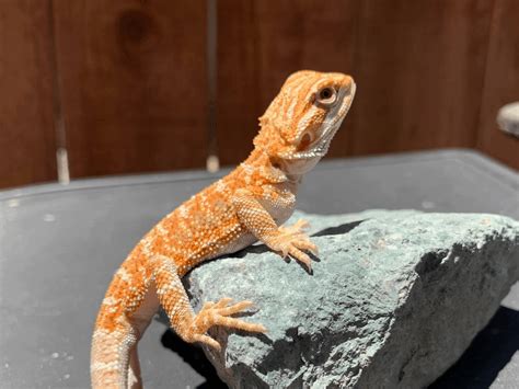 How to select a healthy bearded dragon. Why Is My Baby Bearded Dragon Sleeping So Much? Answered!