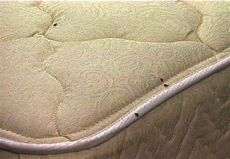Bed bug covers can prevent the infestation of your mattress and. Pictures of Bed Bugs: Gallery of Bed Bug Images & Photos