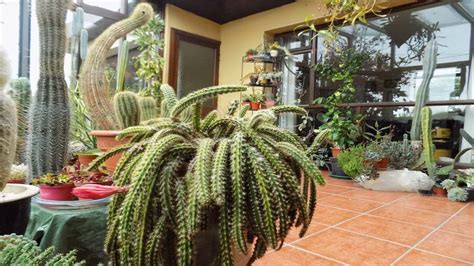 Poinsettia care tips with garden answer. My Cacti & Succulent Indoor collection in Ireland UPDATE ...