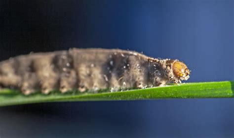 Flat Grey Caterpillar Bugguidenet