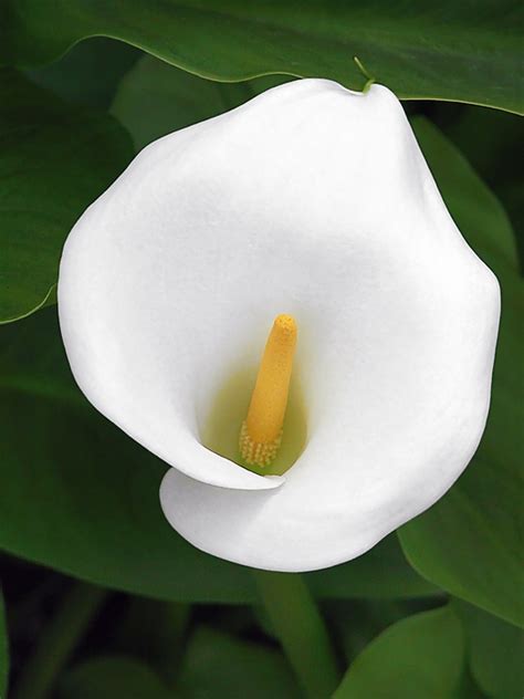 White Calla Lily Photograph By Christine Till