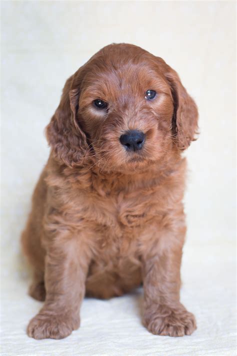 Goldendoodle and mini goldendoodle puppy colors include english cream, caramel, apricot, red, black, and tan. Top Australian Labradoodle Breeder - Illinois & Missouri ...
