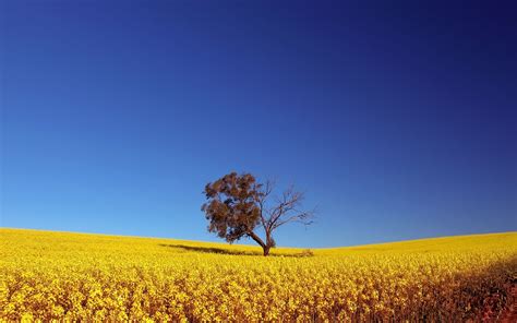 43 Sunny Day Wallpaper Nature Widescreen On Wallpapersafari