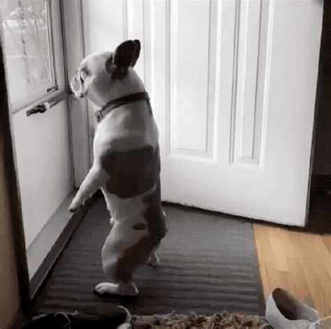 Just 21 Dogs Standing Up Like Human People Small Joys