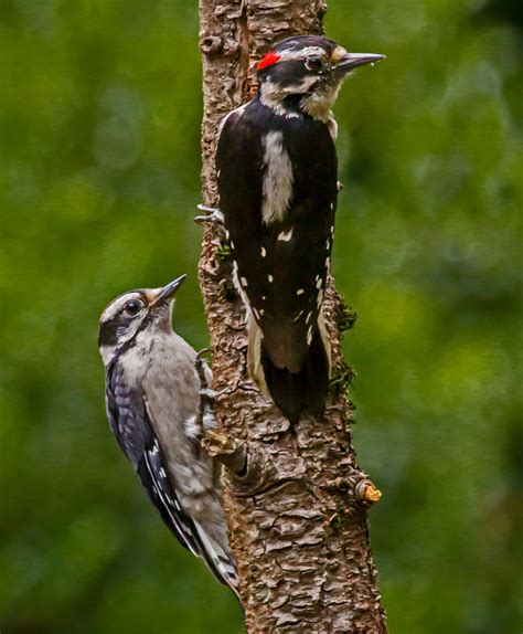 Female And Male Downy Woodpecker