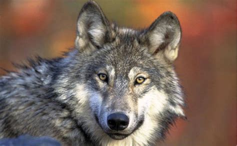 Feds Kill Four Mexican Gray Wolves Days After Announcing Population