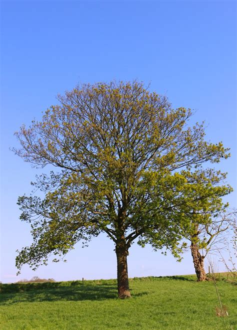 Oak Tree Free Stock Photo Freeimages