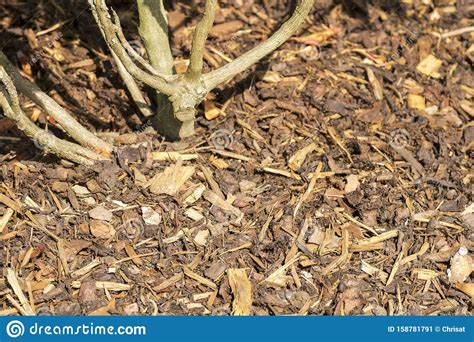 Bark chippings are not just for mulching plants. Gardens Texture - Landscaping Bark Chippings Stock Image ...