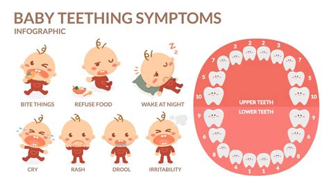 The 5 Stages Of Teething Childrens Happy Teeth