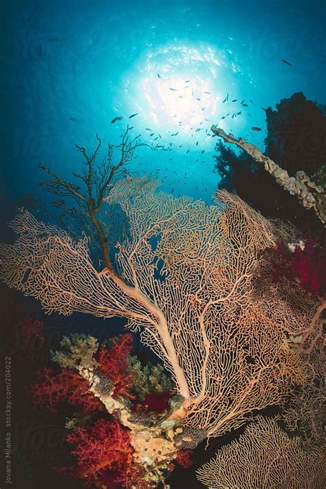 Gorgonian Sea Fan Underwater By Jovana Milanko Underwater Underwater