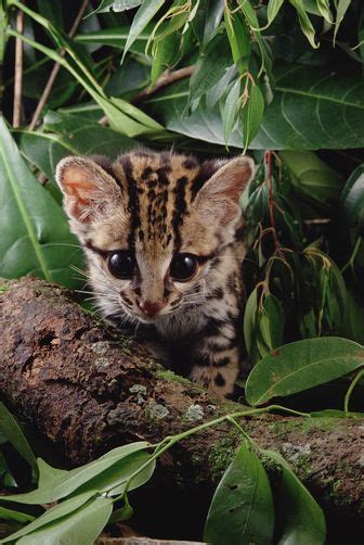 The Cutest Margay Kitten Ever Small Wild Cats Animals Wild Cute Cats