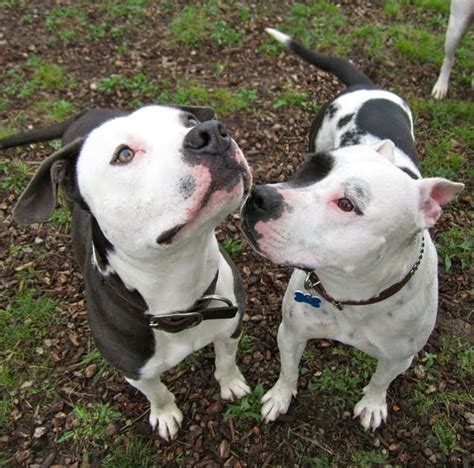 Badrap Barn Blog Cow Dogs