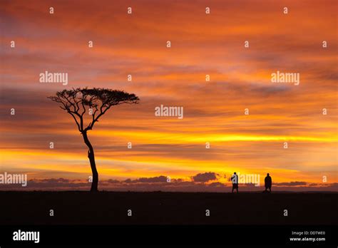 Sunrise Silhouettes On The Mara Panorama View Of Acacia Tree With Two