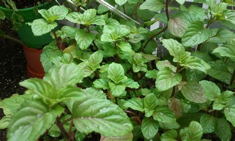 This page contains information on sage and how it is used as a herb in alternative herbal treatments to treat. Grow herbs in Malaysia: Grow herbs in Malaysia