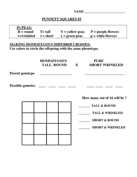 Draw 2 by 2 punnett square. Dihybrid Cross Worksheet Answer Key in 2020 | Practices ...