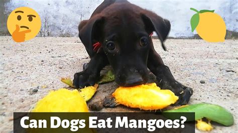 Can Dogs Eat Mango Pet Rescue Blog