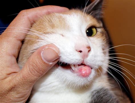 Granuloma Eosinófilo En La Boca De Un Gato Gato Con El Tumor Oral Foto