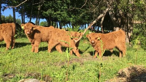 Scottish Highland Cattle In Finland Fluffy Calves And Tree Branch