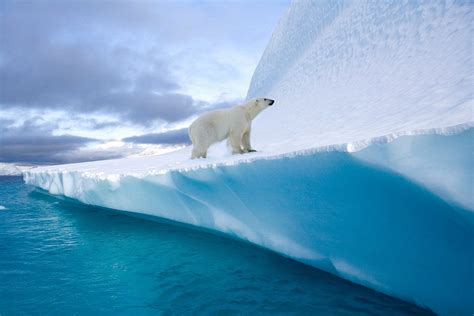 Polar Bear On An Iceberg In Northwest Fjord In Eastern Greenland The