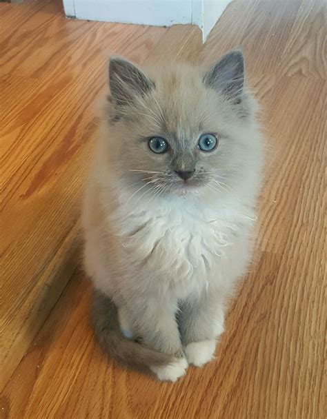 Point color and the barring or striping is seal (dark brown). Blue point mink mitted Ragdoll kitten - MEI-LI | Ragdoll ...