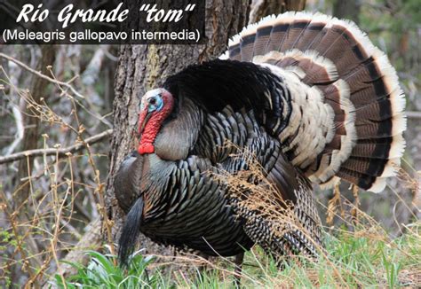 5 Wild Turkey Species Native To North America Photos Hubpages