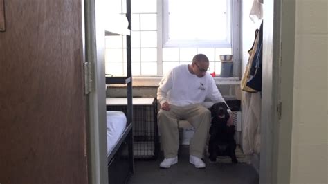 Prison Inmates Train Service Dogs To Help Military Veterans