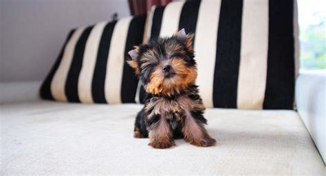 Types Of Yorkies And How To Care For Them Petsmont