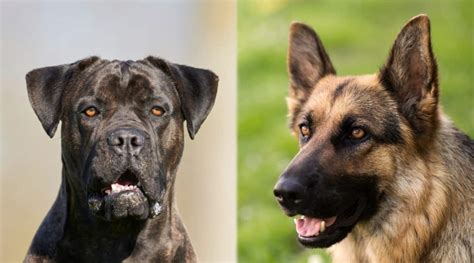 Cane Corso Vs German Shepherd Differences And Similarities