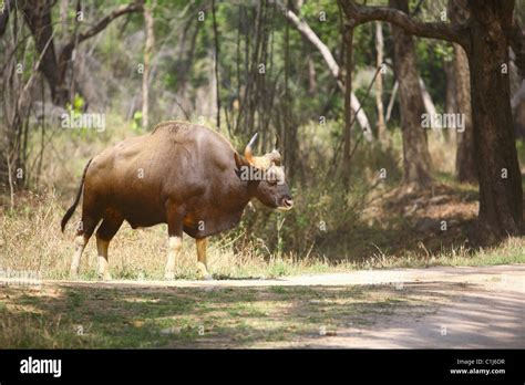 An Indian Gaur Bos Gaurus Standing On The Side Of The Road At Kanha