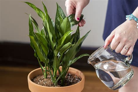 How To Water Houseplants Correctly