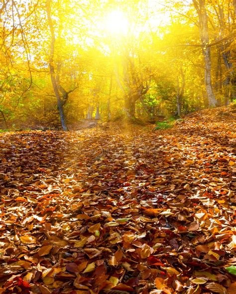 Autumn Forest Glade In The Rays Of Shining Sun Stock Photo Image Of