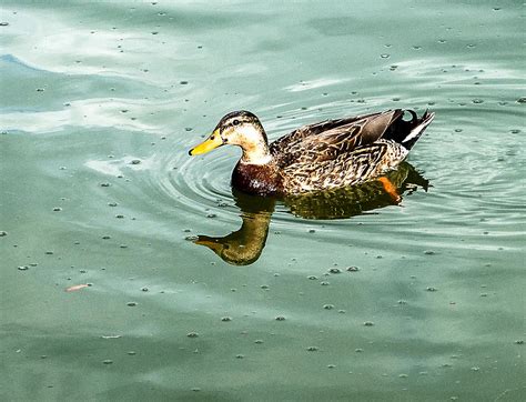 Mallard Mottled Duck Hybrid Photograph By Norman Johnson Pixels