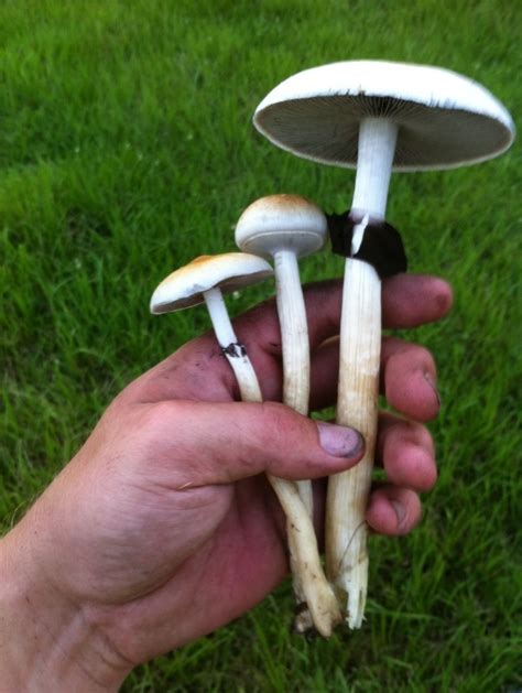 Psilocybe Cubensis In Se Louisiana Mushroom Hunting And