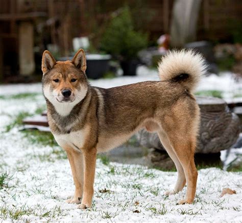 Shikoku Dog Pictures Facts Characteristics Puppy Price