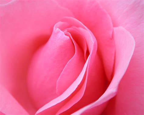Enjoy and share your favorite beautiful hd wallpapers and background images. Pink Rose macro Wallpaper Flowers Nature Wallpapers in jpg ...
