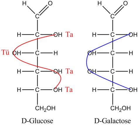 Difference Between Glucose And Galactose Definition Molecular