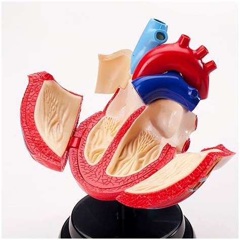 Buy Facaia Educational Model Anatomical Human Heart Model Life Size